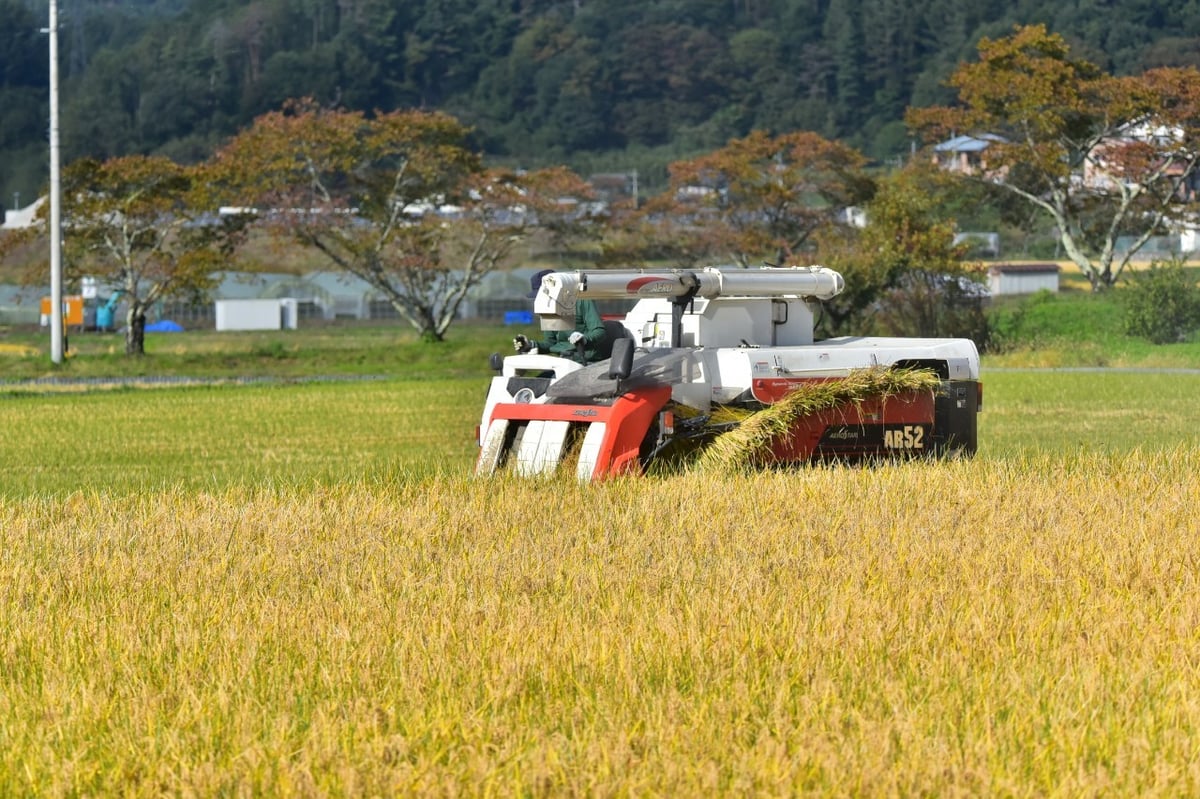 令和7年産】ゆうだい21 農薬・化学肥料不使用 長野県産 | ときわ農園
