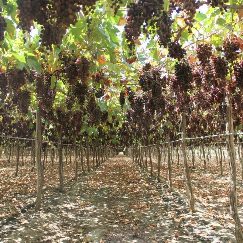 ペルー伝統のお酒【ピスコ】サルカイ・デ・アスピティア・トロンテル