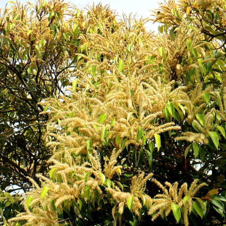 椎の木の花のはちみつ　90g　長崎県産