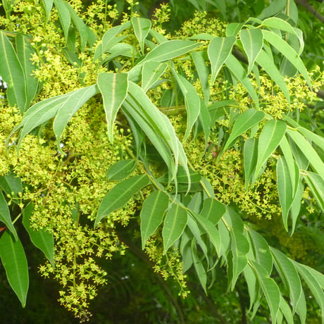 ハゼの花はちみつ　180g　長崎県産