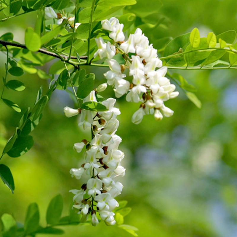 アカシアの花 プレミアム 90g 群馬県産 | 国産はちみつHoneyGold公式