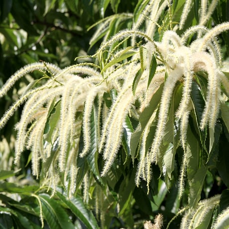 栗の花はちみつ　180g　長崎県産