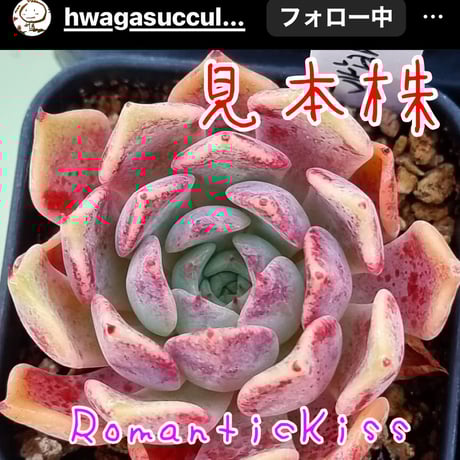 多肉植物 パクさん苗 韓国苗 ノクターン 植木鉢と札付き ￼苗＋フダ