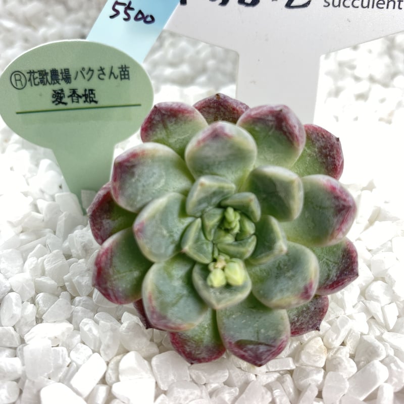 花歌農場パクさん苗【愛香姫】 | Mo5bo's STORE 花歌農場パクさん苗【愛香姫】 | Mo5bo's STORE