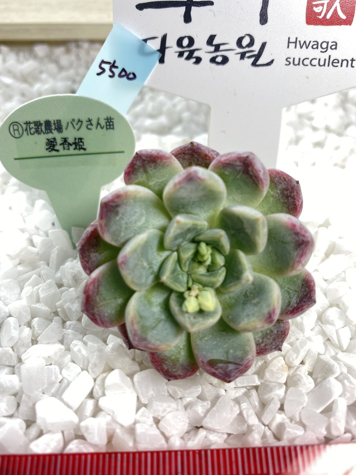 アランフェス Aranjuez パクさん 韓国苗 花歌農場 多肉植物 fit=scale-down,w=1200