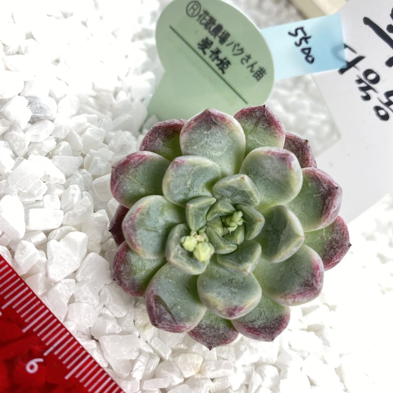 リラ姫 希少☆パクさん苗 多肉植物 リラ姫 希少☆パクさん苗 多肉植物