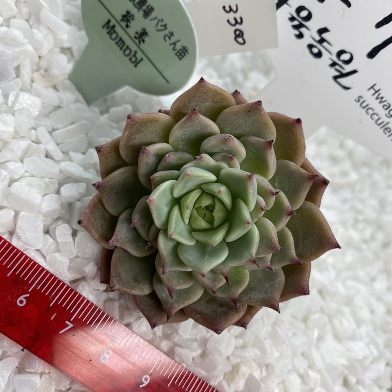 🌺花歌農場ﾊﾟｸさん苗【Momobi】桃美 | Mo5bo's STORE