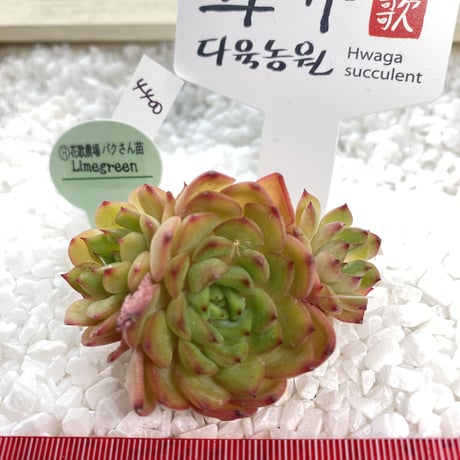 アランフェス Aranjuez パクさん 韓国苗 花歌農場 多肉植物 アランフェス Aranjuez パクさん 韓国苗 花歌農場 多肉植物