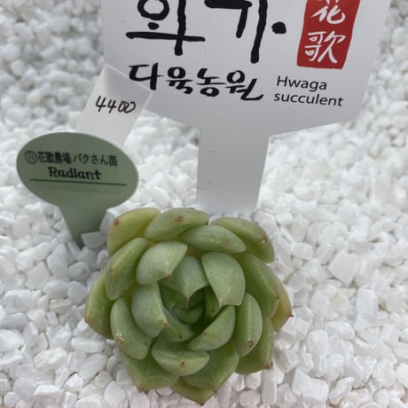 パクさん苗 | STORES