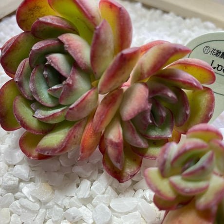 パクさん苗 | STORES