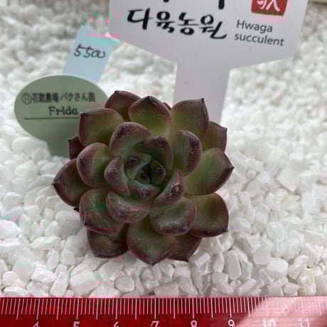 パクさん苗 | STORES