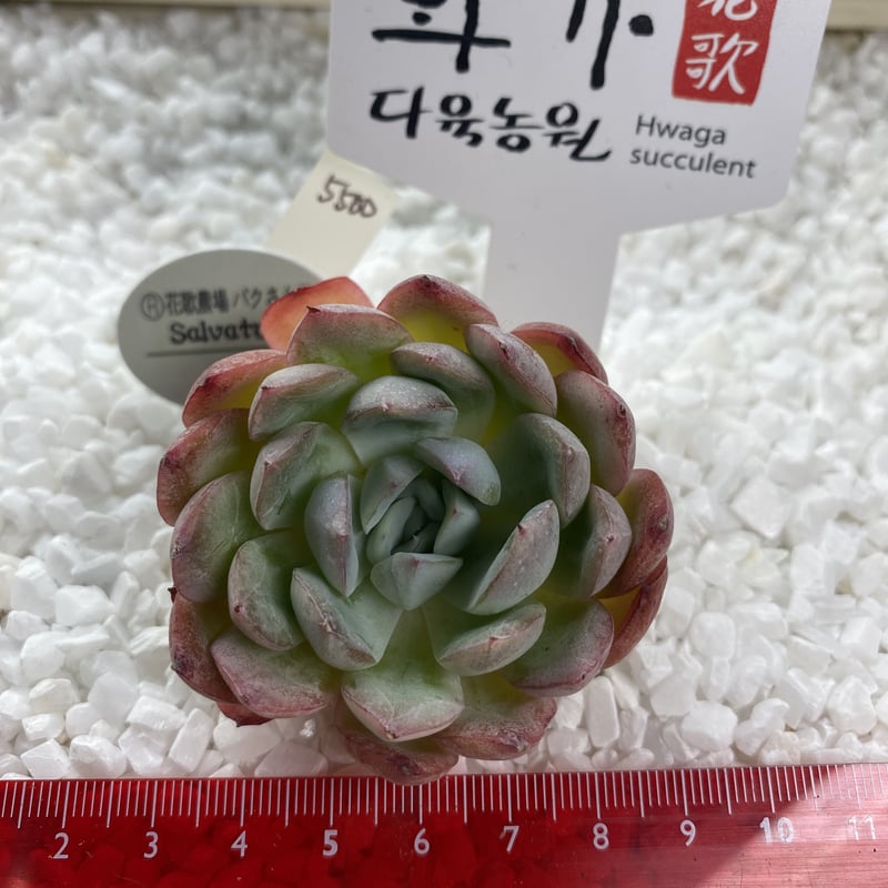 希少❣️ゆうパック発送　beehouseさん人気種交配5苗セット　多肉植物 楽天市場】多肉植物 yukエケベリア Pink spider 多肉植物 優木園