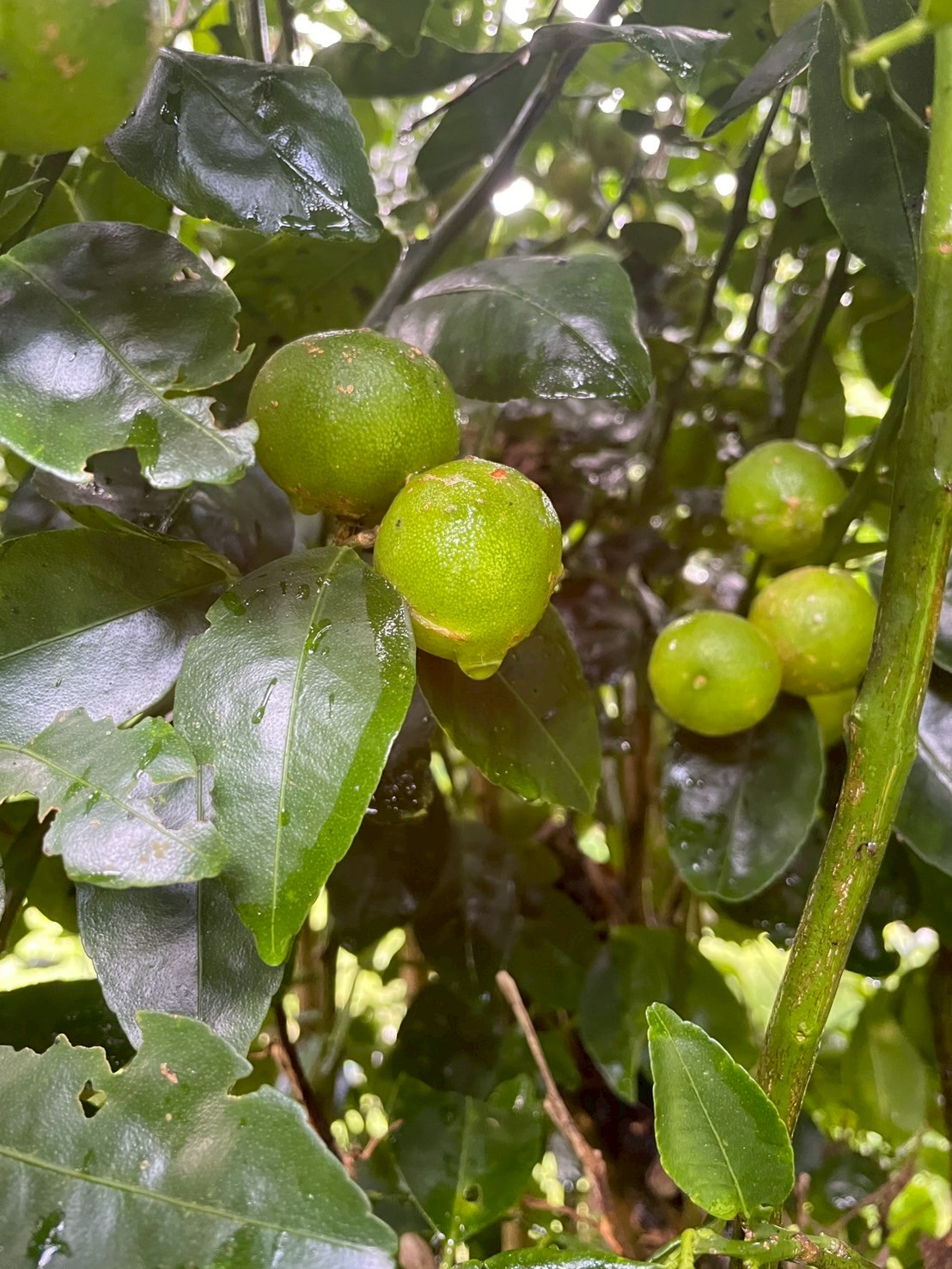 無農薬✨沖縄県産✨ホワイトサポテ✨3キロ 蝶々華専用 シークワーサー 無農薬 沖縄産 お取り寄せ販売（通販）農園直送