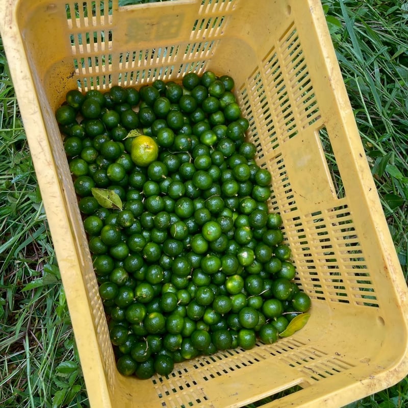 特別便】沖縄産無農薬シークワーサー1kg | ハイブリッドファーム