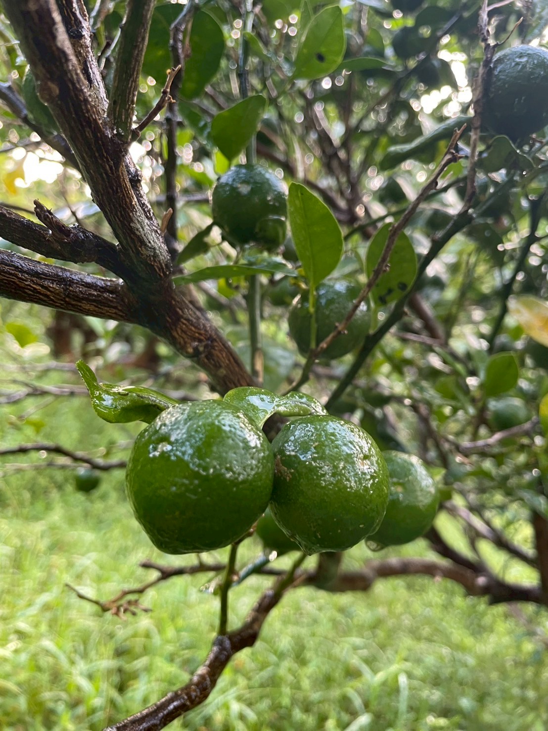 無農薬✨沖縄県産✨ホワイトサポテ✨3キロ 蝶々華専用 無農薬✨沖縄県産✨ホワイトサポテ✨3キロ 蝶々華専用 無農薬