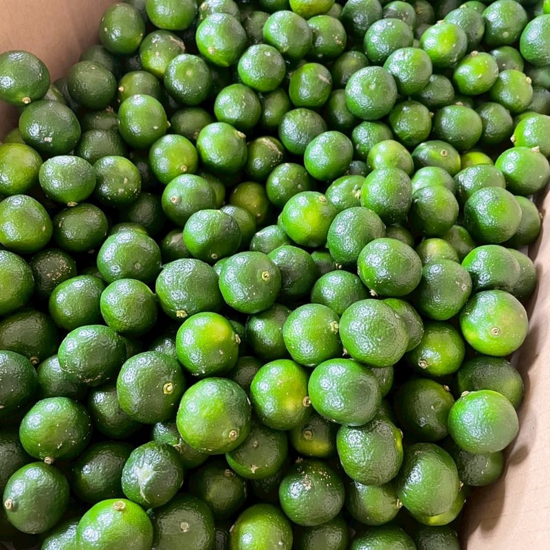 シークヮサー　完全無農薬　沖縄県　やんばる　採れたて発送 シークヮサー 完全無農薬 沖縄県 やんばる 採れたて発送 特別便】沖縄産無