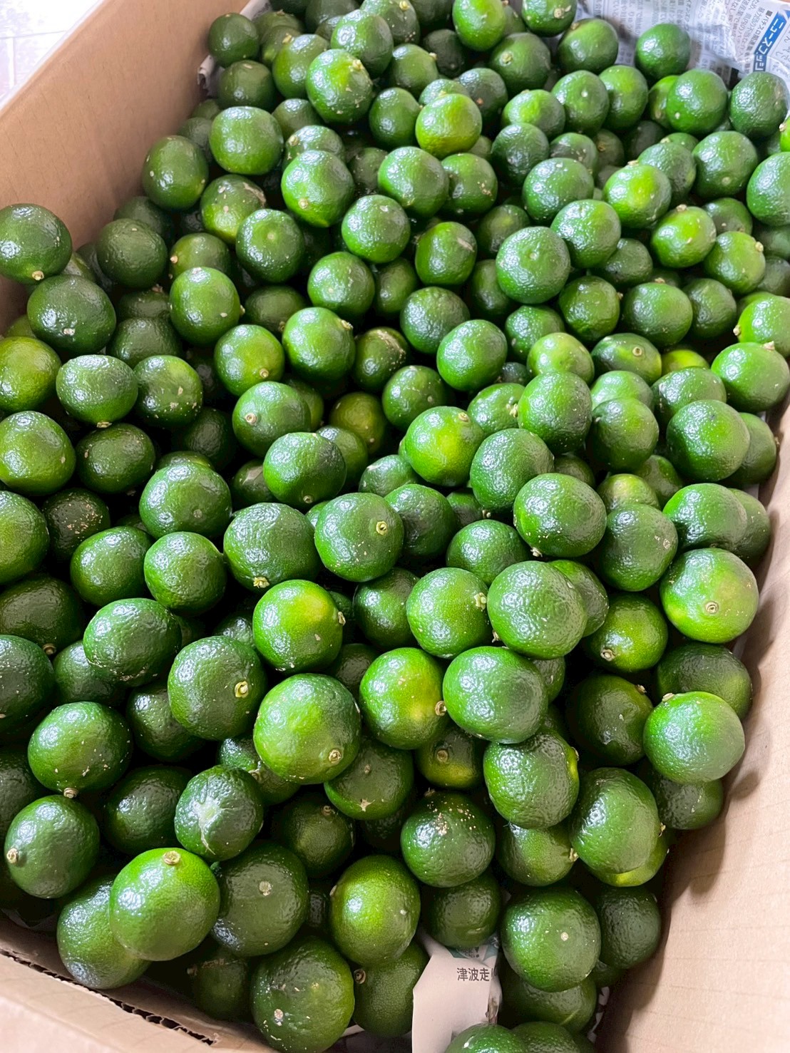 特別便】沖縄産無農薬シークワーサー1kg | ハイブリッドファーム