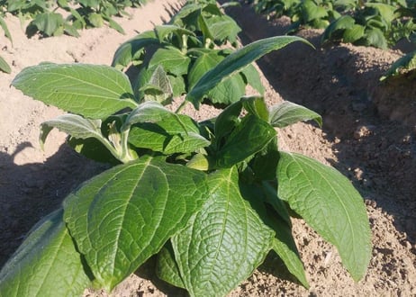 【自然栽培ヤーコン】冬限定・奇跡の野菜！千葉県産スーパーフード