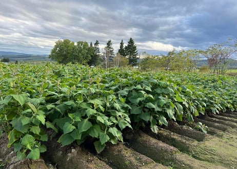 【自然栽培ヤーコン】冬限定・奇跡の野菜！千葉県産スーパーフード