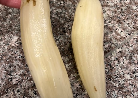 【自然栽培ヤーコン】冬限定・奇跡の野菜！千葉県産スーパーフード
