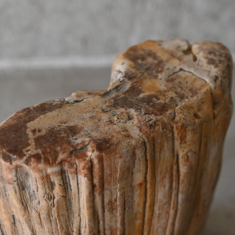 珪化木 petrified097-1.jpg