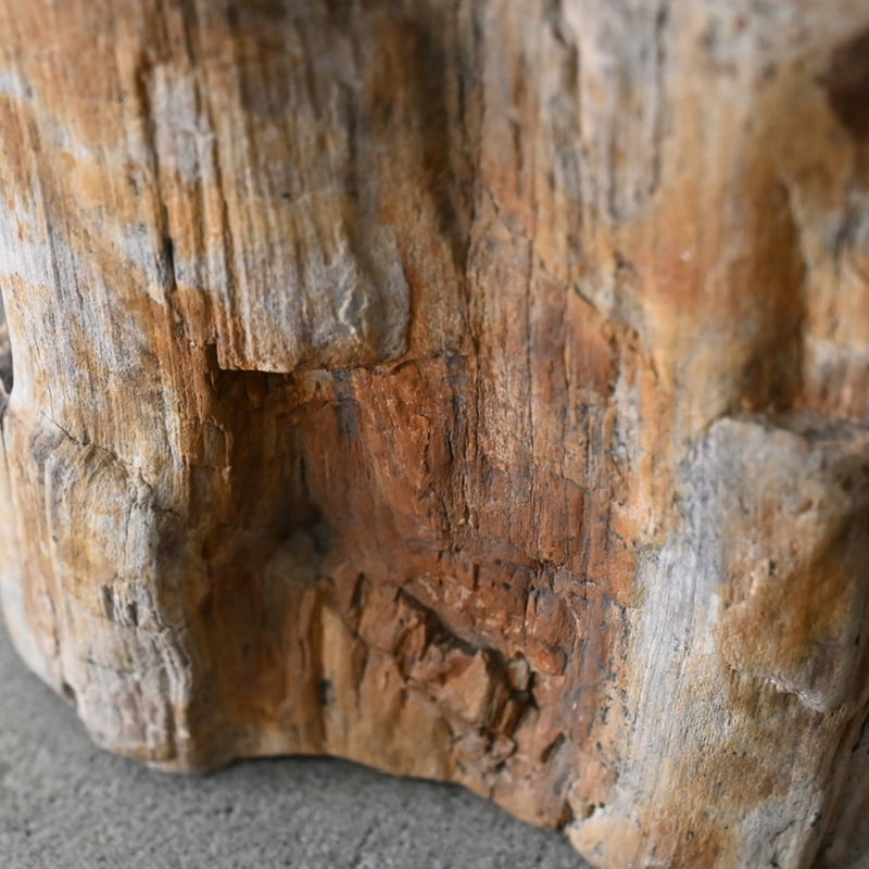 珪化木 | polyrhythm