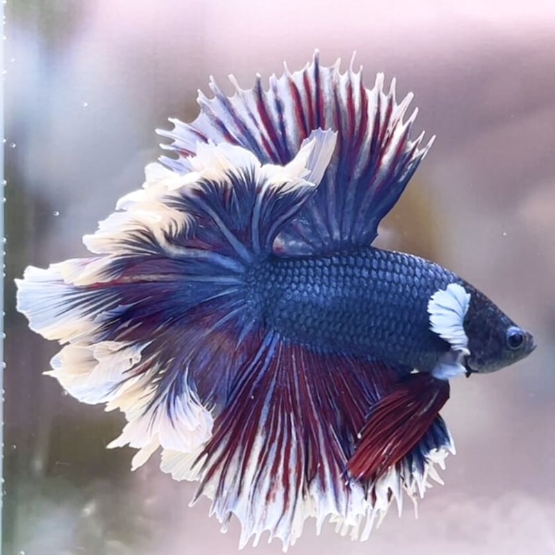 【激レア】ハーフムーン スター・ウォーズ ボバ・フェット ハーフサークル 激レア】ハーフムーン スター・ウォーズ ボバ・フェット ハーフ