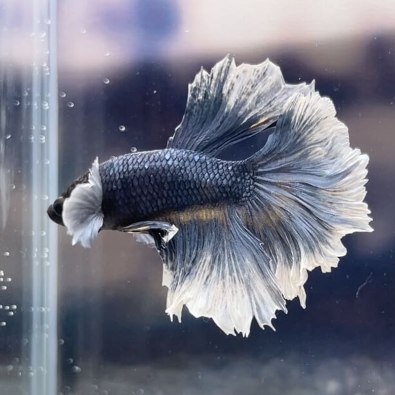 No.I-6-104 ダンボハーフムーンフェザーテール | milk