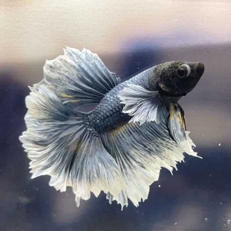 No.I-6-104 ダンボハーフムーンフェザーテール | milk