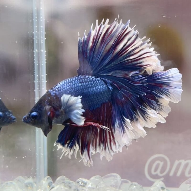 No.I-6-121 ハーフムーンフェザーテール | milk