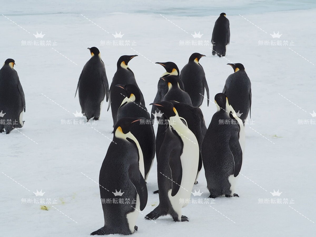 皇帝ペンギン240 Deep emotion