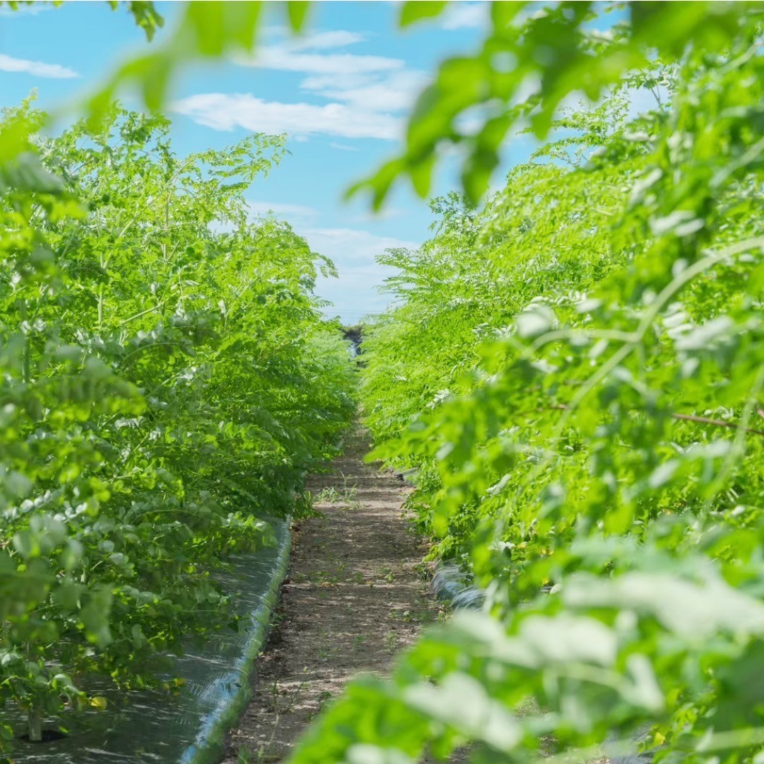 モリンガタブレット【MORINGA2000】 | 【公式】出田農円のオンライン