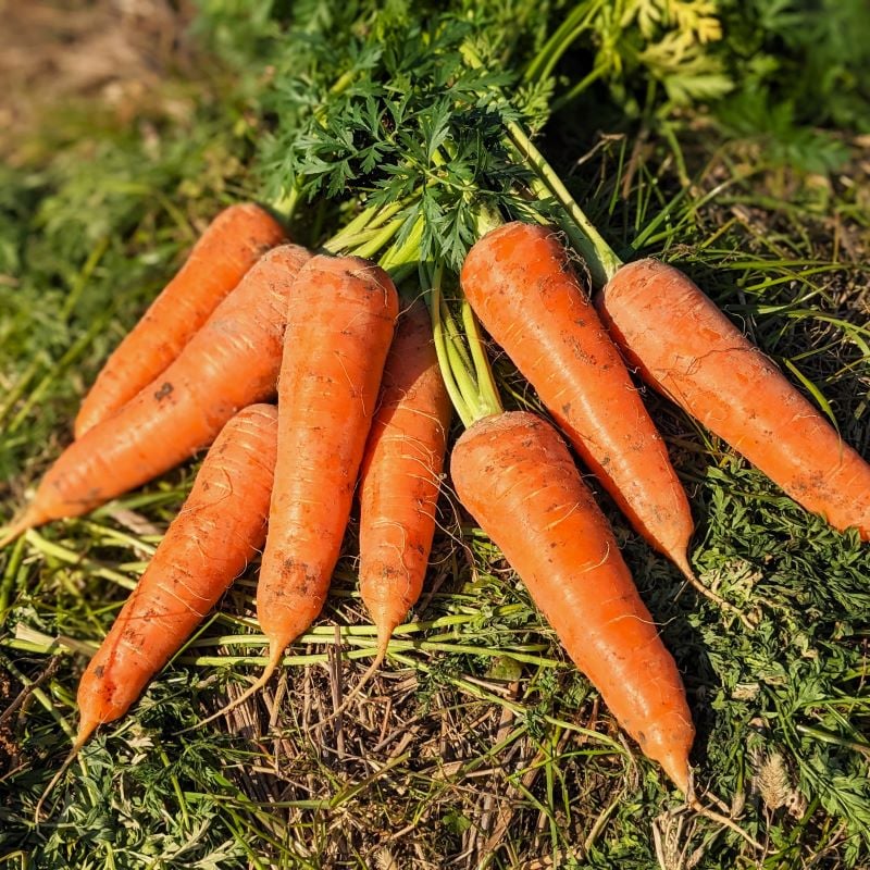 きしわだ発プレミアムにんじん「彩誉」Aランク(最高級)約2kg(8～10本