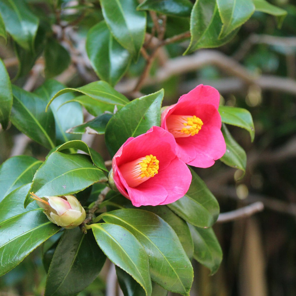 かめりあそーぷ | いおう椿