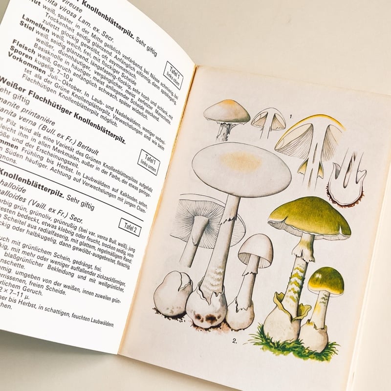 スイス きのこ図鑑 SCHWEIZER PILZTAFELN BAND I | こぐま舎