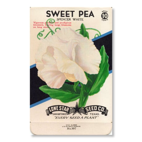 シードパケット　種袋　アメリカ　Sweet Pea - Spencer White