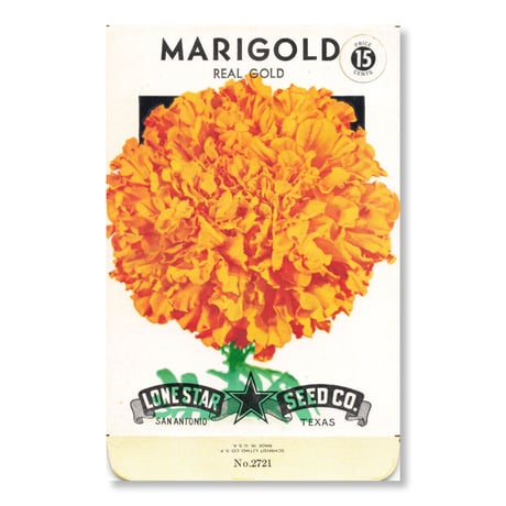 シードパケット　種袋　アメリカ　Marigold - Real Gold