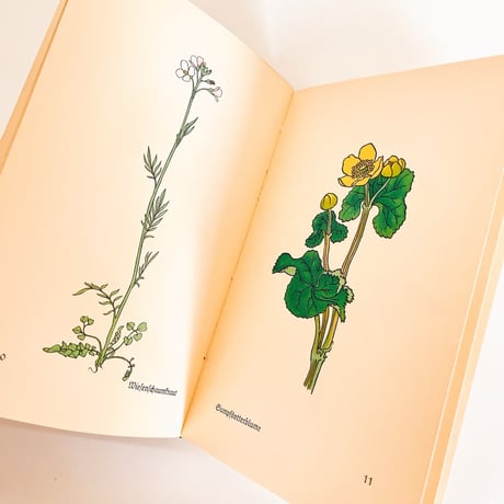 ドイツ　インゼル文庫「Das klein Buch der Blumenbuch」No.281（野の花図鑑）1938年