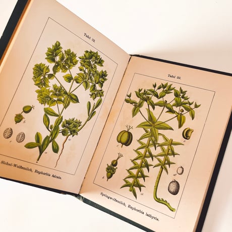 ドイツ　Sturm’s Flora von Deuchland 7 (1904)　植物図鑑