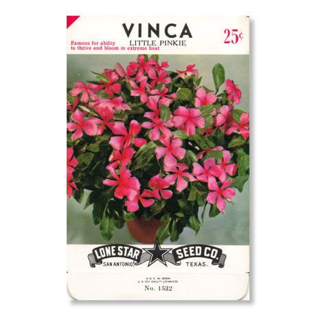 シードパケット　種袋　アメリカ　Vinca - Pink