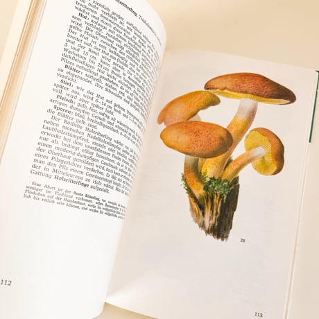 東ドイツ　きのこ図鑑　Taschenbuch für Pilzfreunde　1973年