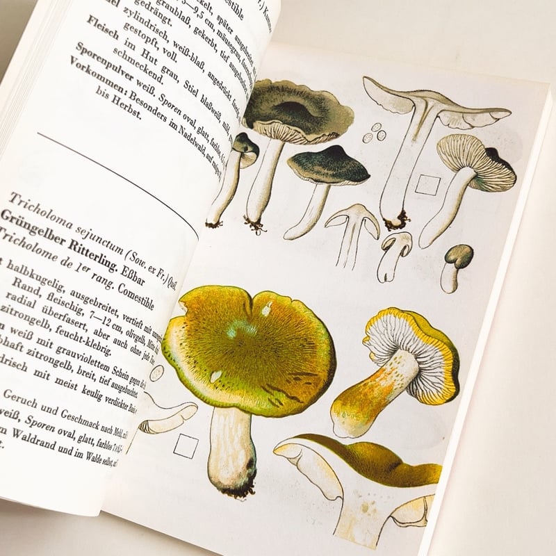 スイス きのこ図鑑 SCHWEIZER PILZTAFELN BAND II | こぐま舎