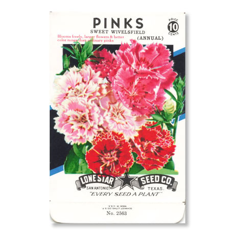 シードパケット　種袋　アメリカ　Pinks - Sweet Wivelsfield