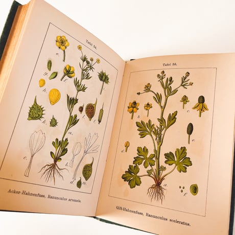 ドイツ　Sturm’s Flora von Deuchland 5 (1904)　植物図鑑