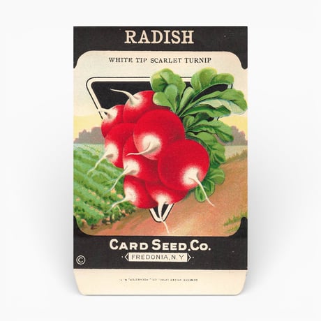 シードパケット　種袋　アメリカ　RADISH WHITE TIP SCARLET TURNIP