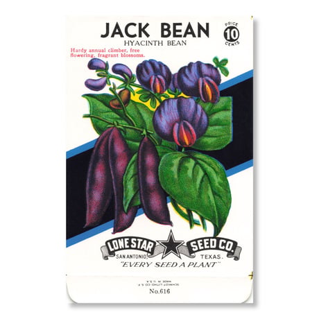 シードパケット　種袋　アメリカ　Jack Bean - Hyacinth Bean