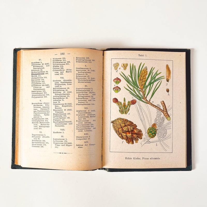 ドイツ Sturm's Flora von Deuchland 1 (1904) 植物図鑑 |