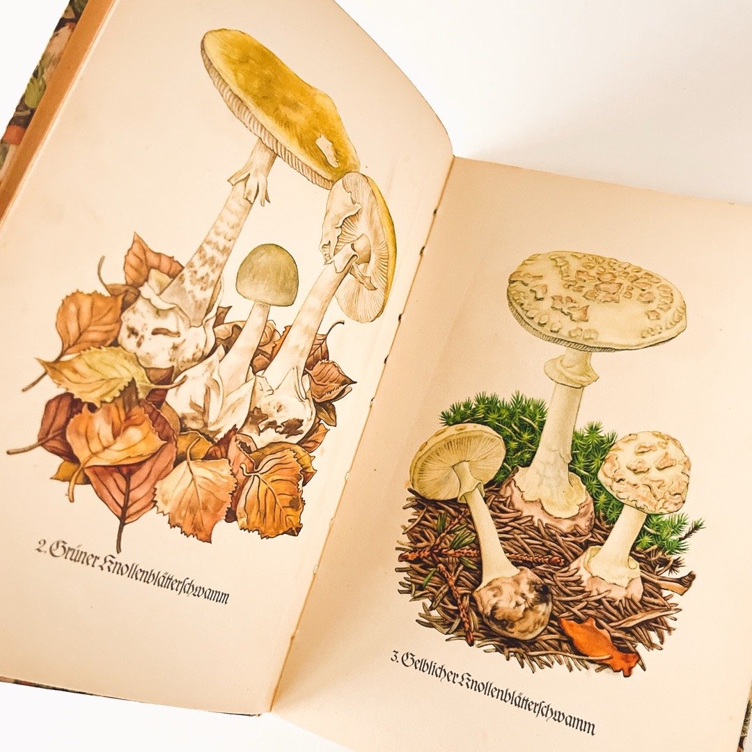 【超美品】インゼル文庫　小さなキノコの本　Das e Pilzbuch 超美品】インゼル文庫 小さなキノコの本 Das e Pilzbuch 超美品】インゼル