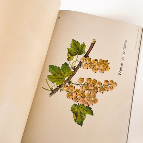 ドイツ　Unser Beerenobst in Feld und Garten　1919年　植物図鑑