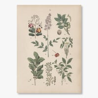 ドイツ　植物博物画　1884年　13ページ